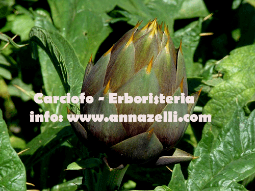 CARCIOFO, PIANTA, ERBORISTERIA