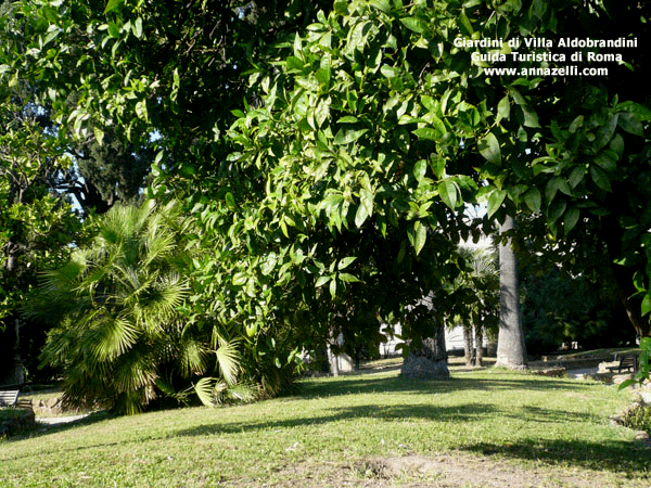 GIARDINO VILLA ALDOBRANDINI A ROMA