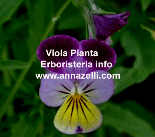 VIOLA DEL PENSIERO, PIANTA, ERBORISTERIA