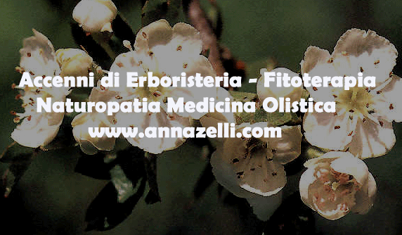 ACCENNI ERBORISTERIA FITOTERAPIA