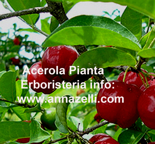 ACEROLA,PIANTA,ERBORISTERIA