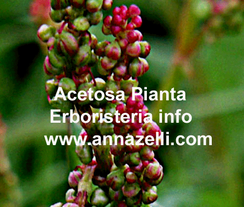 ACETOSA, PIANTA, ERBORISTERIA