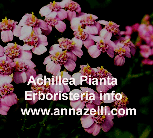 ACHILLEA,PIANTA,ERBORISTERIA