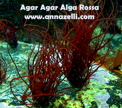 AGAR AGAR ALGA ROSSA