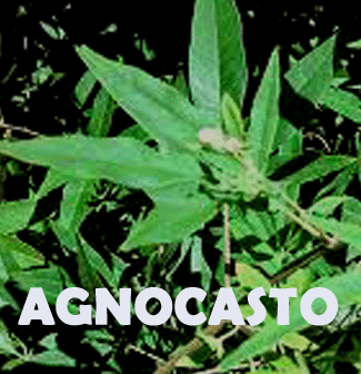 agnocasto vitex agnus castus