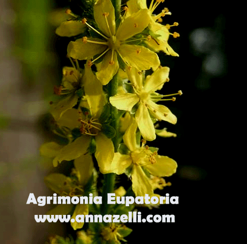 AGRIMONIA EUPATORIA