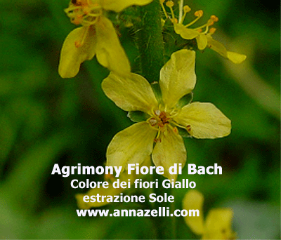 AGRIMONY COLORE DEL FIORE DI BACH