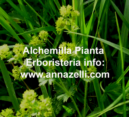 ALCHEMILLA, PIANTA, ERBORISTERIA