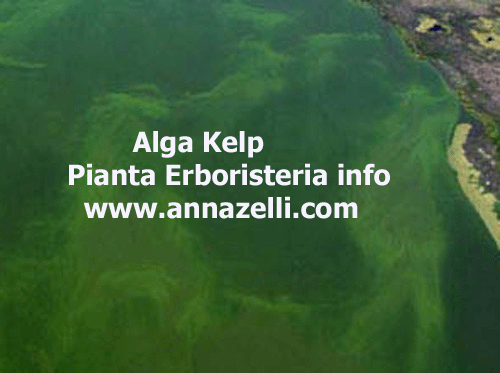 ALGA KELP,PIANTA, ERBORISTERIA