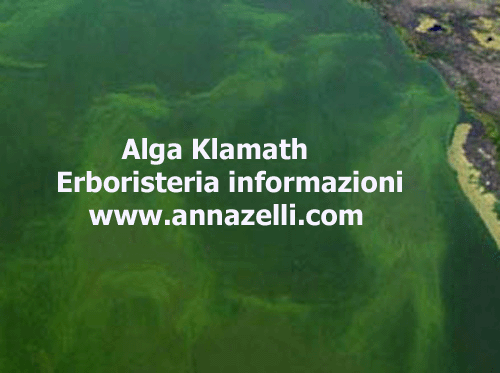 ALGA KLAMATH, PIANTA, ERBORISTERIA