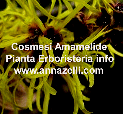 AMAMELIDE, PIANTA, ERBORISTERIA, COSMESI NATURALE