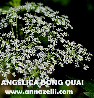 ANGELICA DONG QUAI