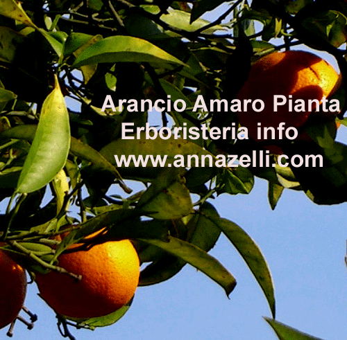 ARANCIO AMARO, PIANTA, ERBORISTERIA