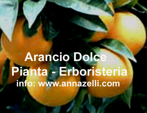 ARANCIO DOLCE,PIANTA, ERBORISTERIA