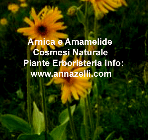 ARNICA AMAMELIDE,COSMESI NATURALE, PIANTE, ERBORISTERIA