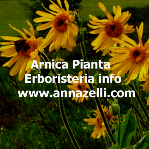 ARNICA PIANTA ERBORISTERIA