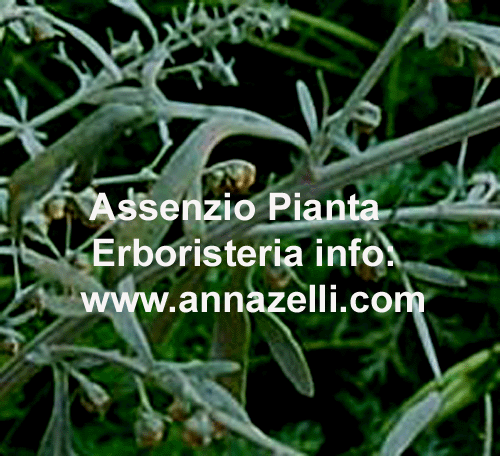 ASSENZIO, PIANTA. ERBORISTERIA