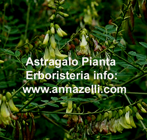 ASTRAGALO, PIANTA, ERBORISTERIA