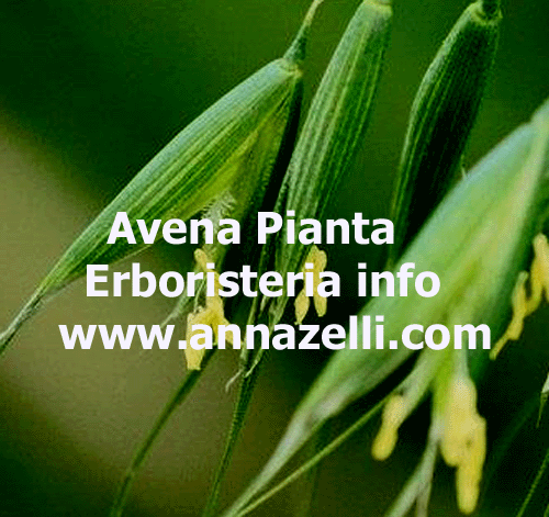 AVENA, PIANTA, ERBORISTERIA