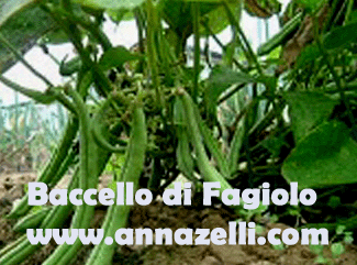 BACCELLO DI FAGIOLO