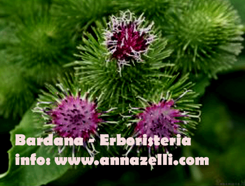BARDANA, PIANTA, ERBORISTERIA