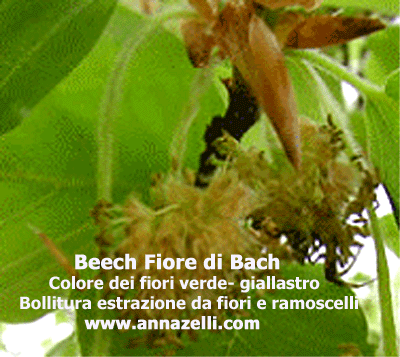 BEECH COLORE DEI FIORI FIORE DI BACH