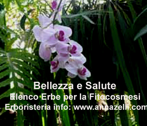 ELENCO ERBE PER LA FITOCOSMESI BELLEZZA E SALUTE  erboristeria www.annazelli.com