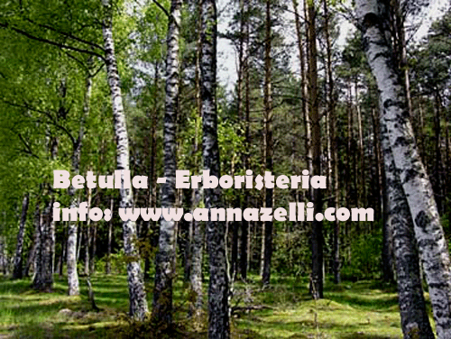 BETULLA, PIANTA, ERBORISTERIA
