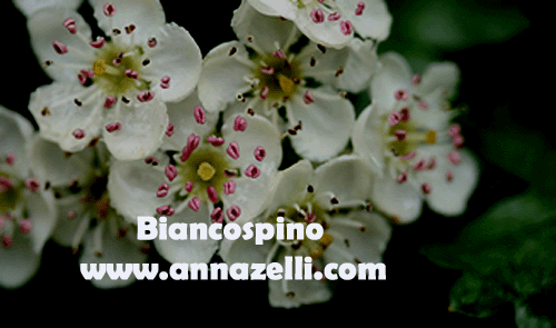 BIANCOSPINO