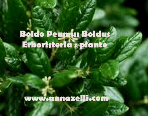 BOLDO, PEUMUS BOLDUS, PIANTA, ERBORISTERIA