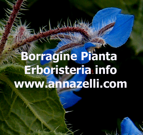 BORRAGINE, PIANTA, ERBORISTERIA