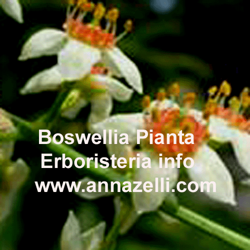 BOSWELLIA, INCENSO, PIANTA, ERBORISTERIA