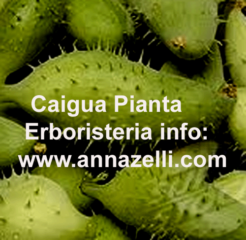 CAIGUA, PIANTA, ERBORISTERIA
