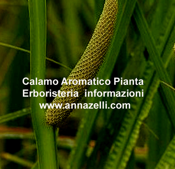 CALAMO AROMATICO, PIANTA, ERBORISTERIA