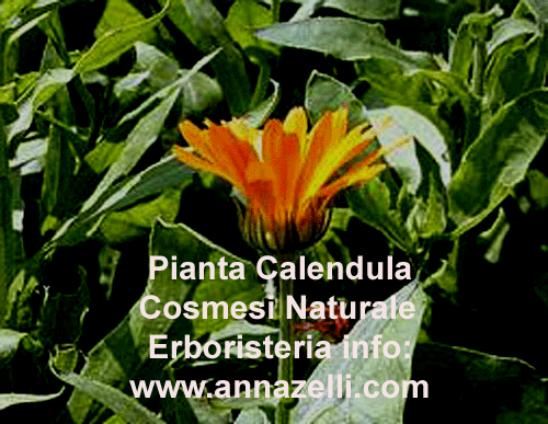 CALENDULA,COSMESI NATURALE,PIANTA, ERBORISTERIA