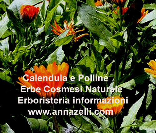 CALENDULA POLLINE,COSMESI NATURALE,PIANTE,ERBORISTERIA