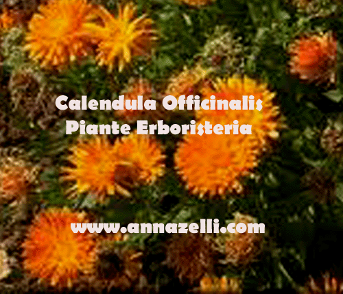 calendula, calendula officinalis, piante, erboristeria