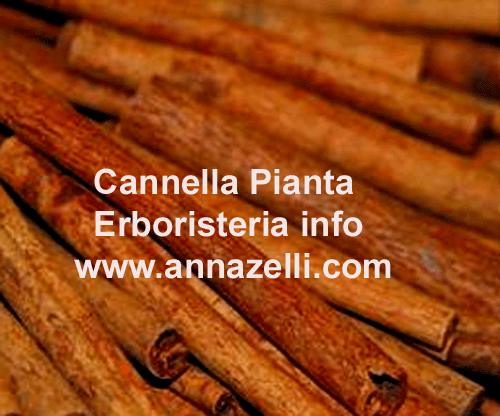CANNELLA, PIANTA, ERBORISTERIA