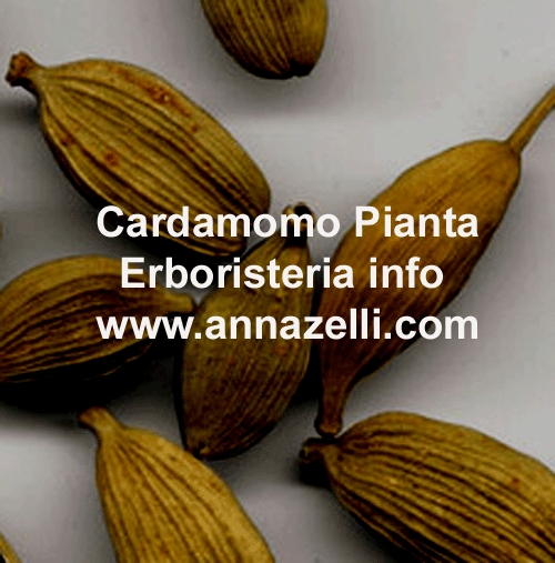CARDAMOMO, PIANTA, ERBORISTERIA