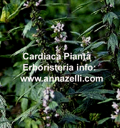 CARDIACA, PIANTA, ERBORISTERIA
