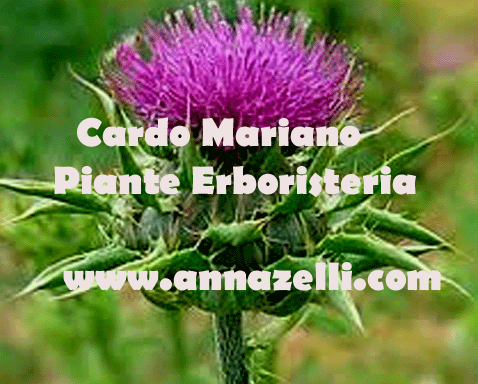 cardo mariano, erbe, erboristeria