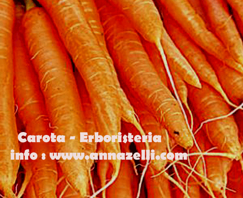 CAROTA, PIANTA, ERBORISTERIA