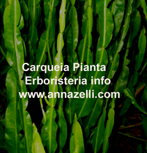 CARQUEIA, PIANTA, ERBORISTERIA