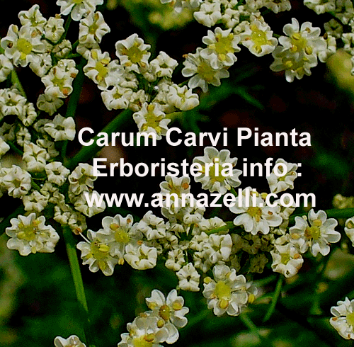 CARUM CARVI, PIANTA, ERBORISTERIA