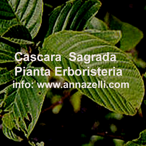 CASCARA SAGRADA, PIANTA, ERBORISTERIA
