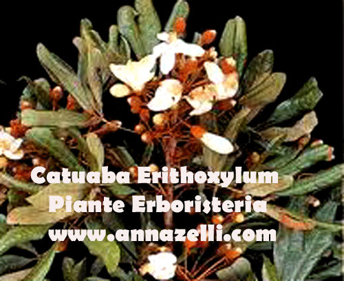 catuaba, pianta, erboristeria