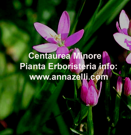 CENTAUREA, MINORE,PIANTA, ERBORISTERIA