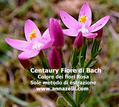 CENTAURY COLORE DEI FIORI FIORE DI BACH