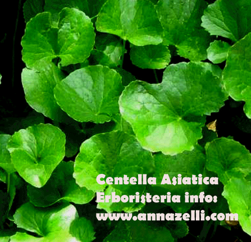 CENTELLA ASIATICA, PIANTA, ERBORISTERIA
