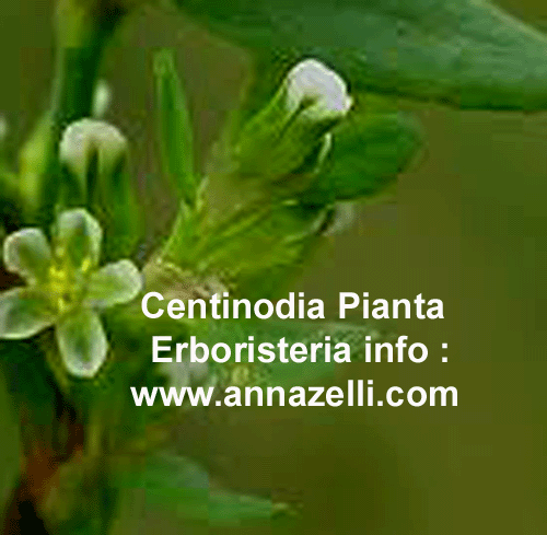 CENTINODIA,PIANTA, ERBORISTERIA